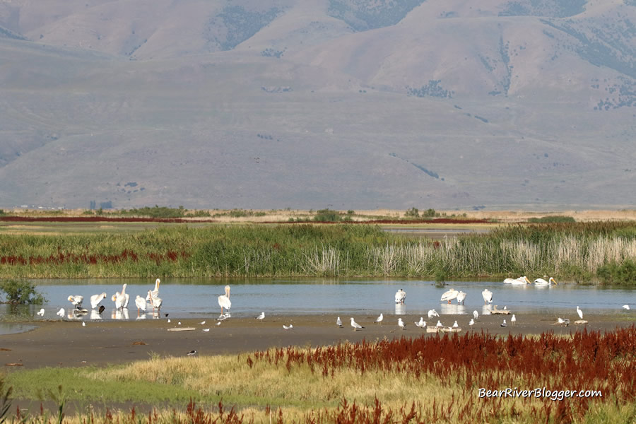american white pelicans and gulls on the bear river migratory bird refuge
