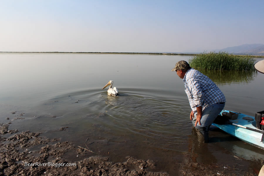 releasing a pelican with a satellite transmitter at farmington bay