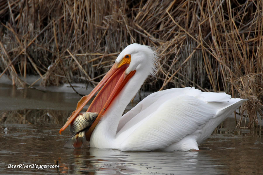 American white pelican with three carp in its throat pouch