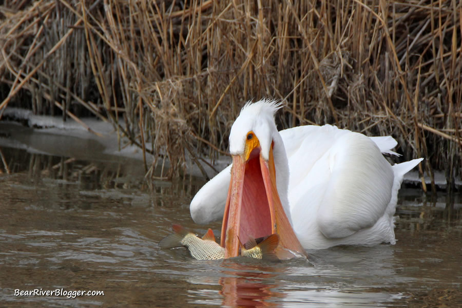 American white pelican catching a carp with its large throat pouch at farmington bay