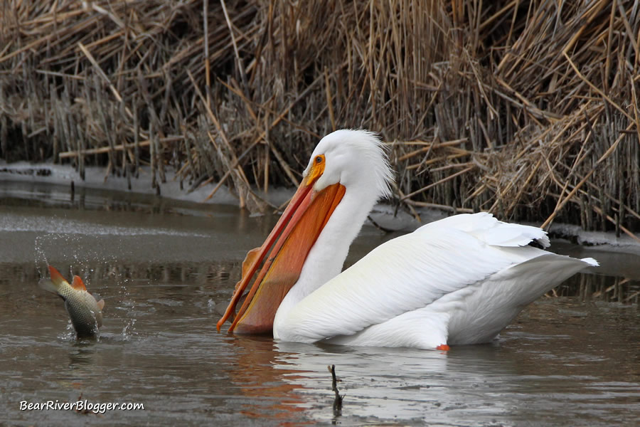 american white pelican catching carp at farmington bay