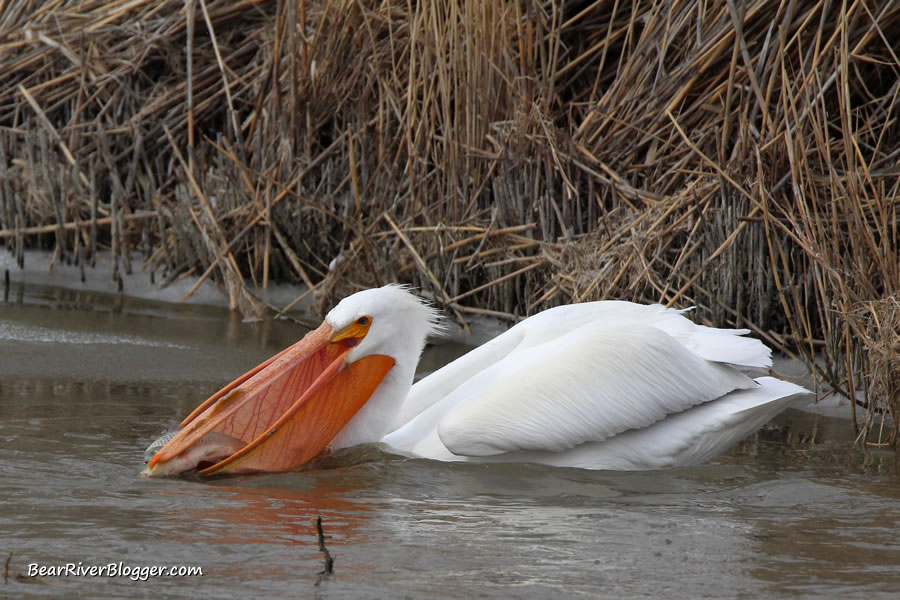 American white pelican scooping up a fish with its throat pouch