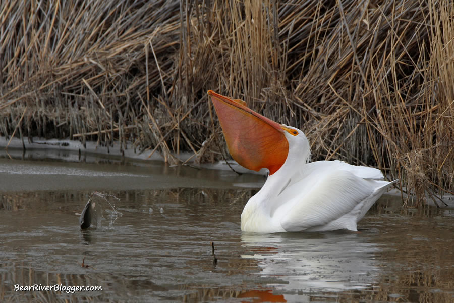 american white pelican showing its throat pouch