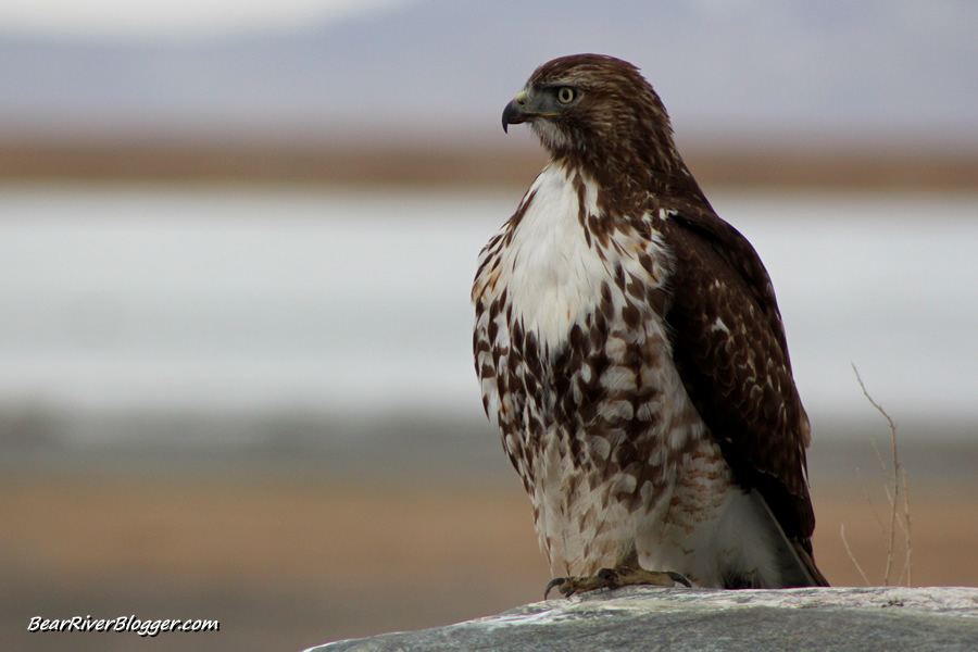 red-tailed hawk sitting on a rock at farmington bay
