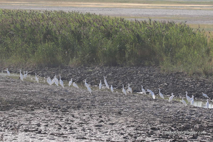 large flock of snowy egrets on the bear river migratory bird refuge auto tour route
