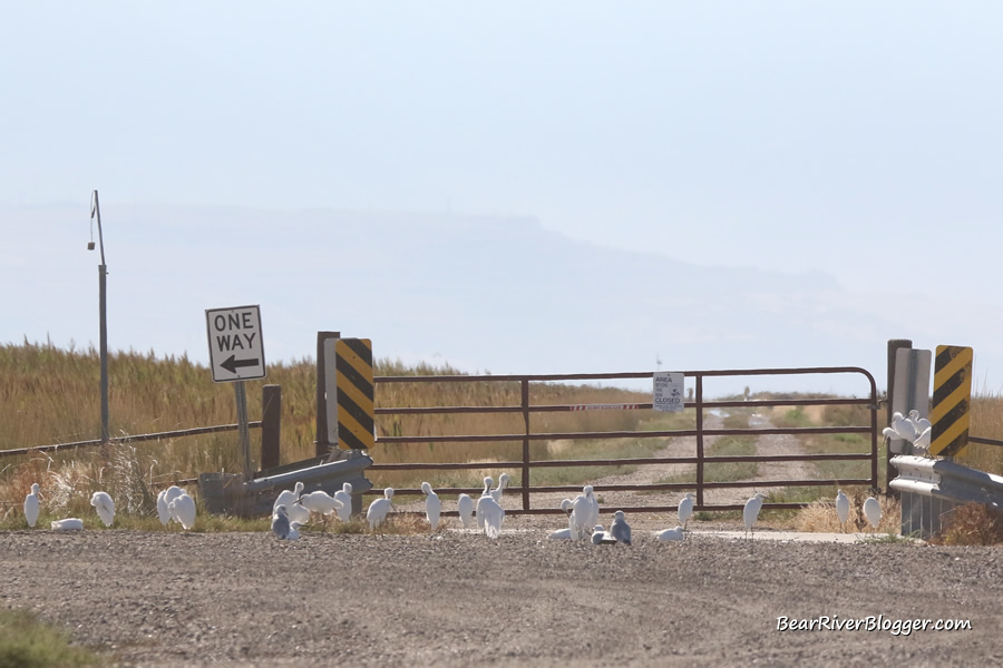 large flock of snowy egrets standing in front of a gate on the bear river migratory bird refuge auto tour route
