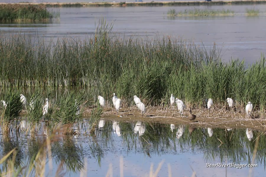 snowy egrets standing in a wetland on the bear river migratory bird refuge auto tour route
