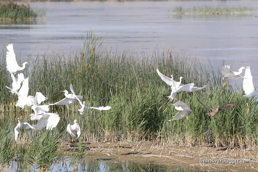 flock of snowy egrets on the bear river migratory bird refuge auto tour route