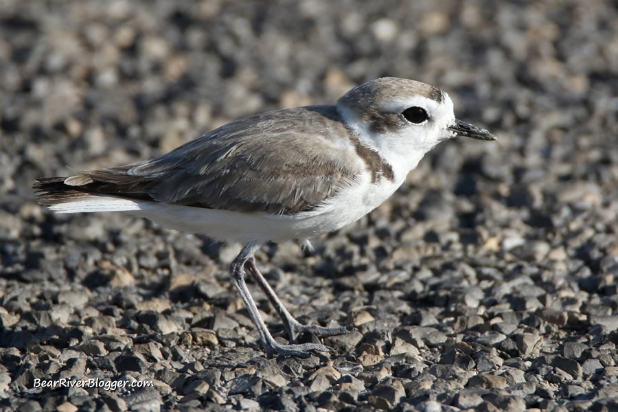 snowy plover on the bear river migratory bird refuge