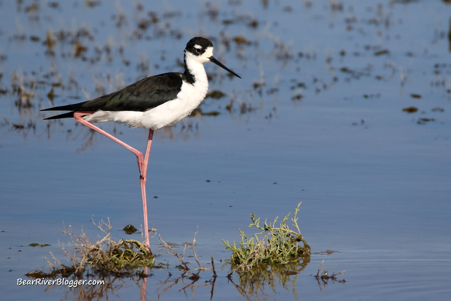 black-necked stilt standing on one leg on the bear river migratory bird refuge