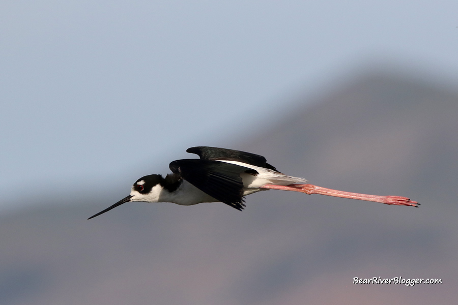 black-necked stilt in flight