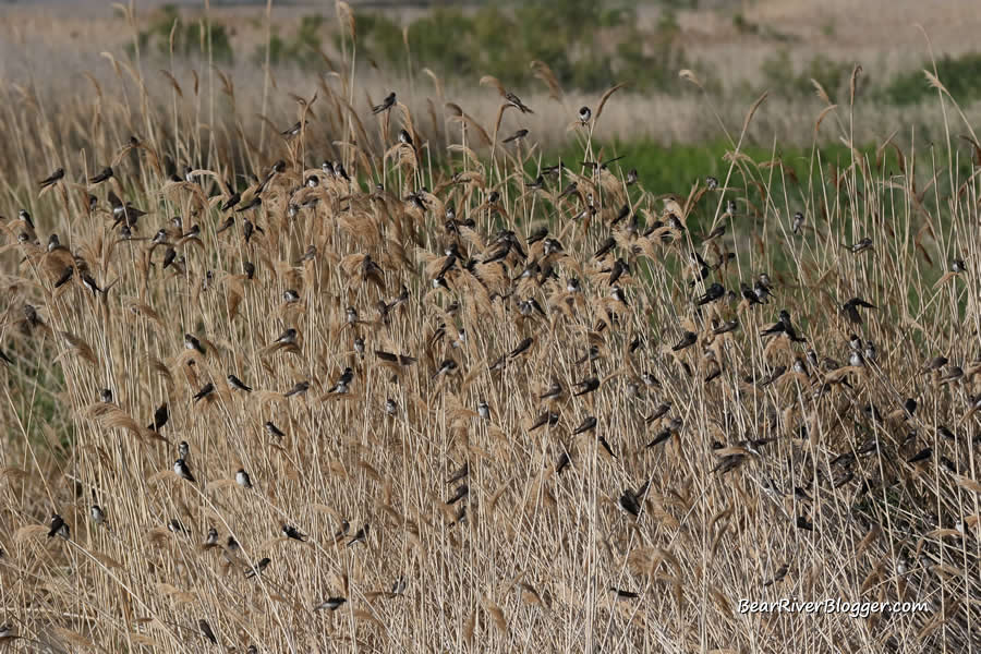 large flock of swallows on phragmite on the bear river migratory bird refuge