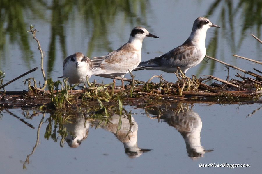 a family of terns on the bear river migratory bird refuge