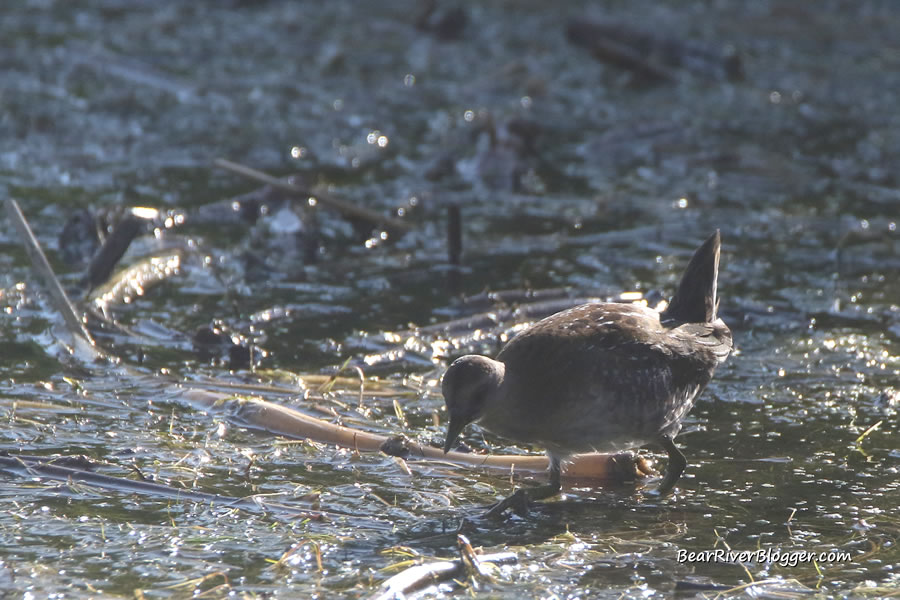 virginia rail feeding in the shallow water on the bear river migratory bird refuge