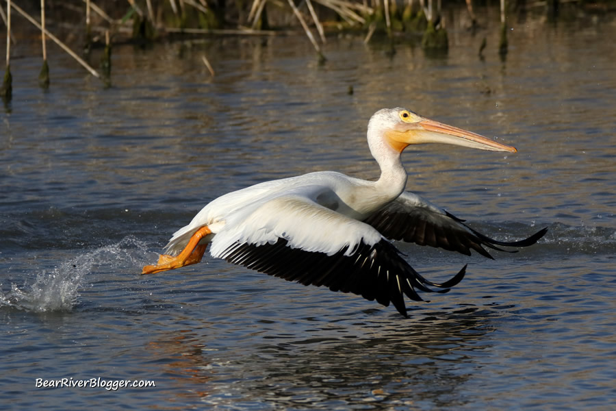 american white pelican taking off from the water on the bear river migratory bird refuge