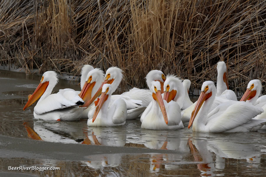 small flock of american white pelicans at farmington bay in the ice and open water