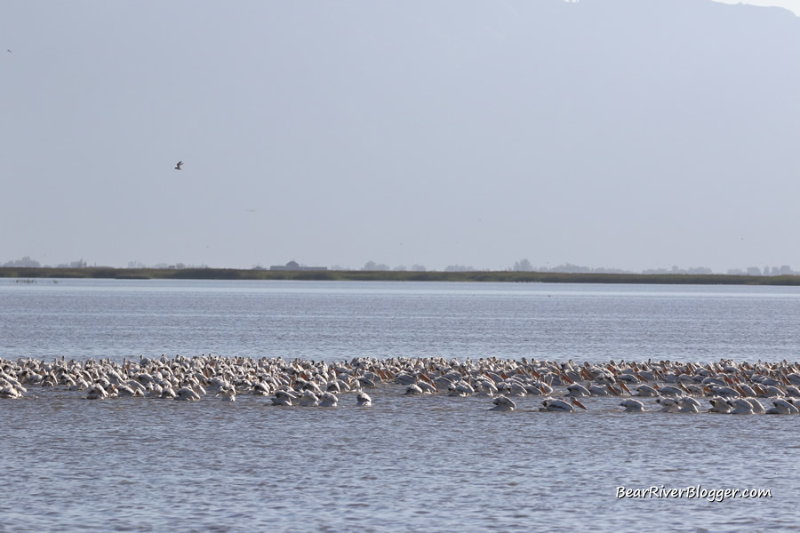a flock of american white pelicans feeding on the bear river migratory bird refuge auto tour route.