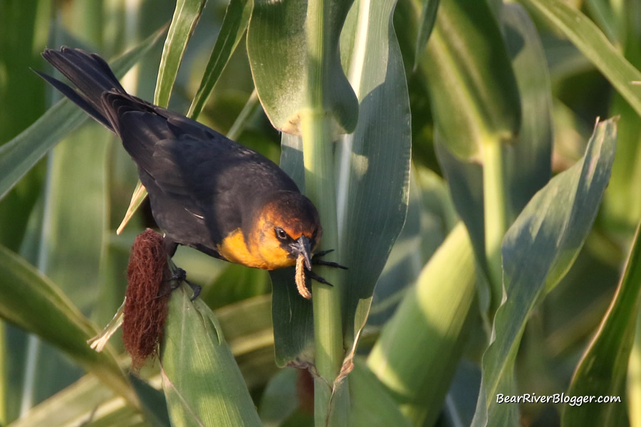 yellow-headed blackbird feeding on a corn earworm near the bear river migratory bird refuge in Utah