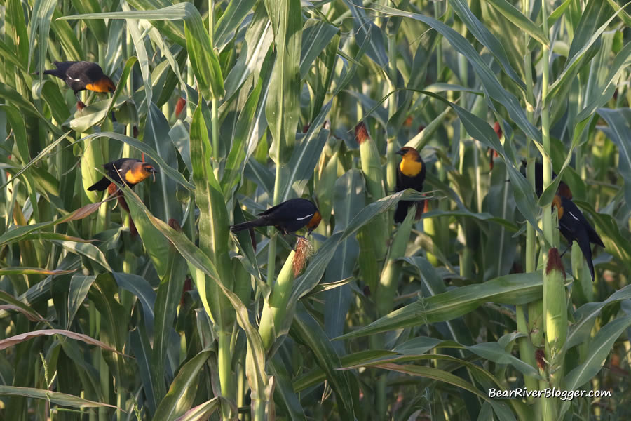 flock of yellow-headed blackbirds feeding on corn earworms in a corn field in northern utah near the bear river migratory bird refuge