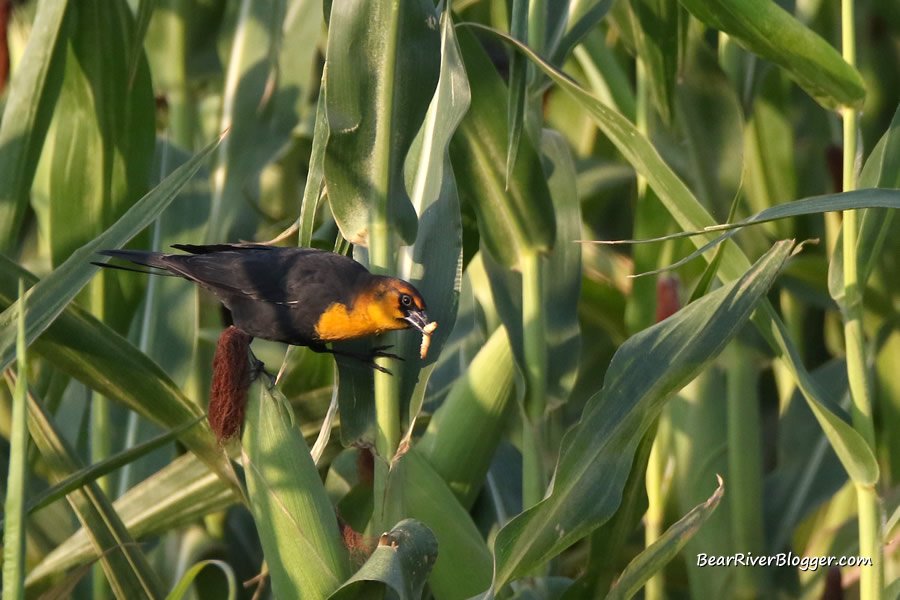 yellow-headed blackbird feeding on a corn earworm near the bear river migratory bird refuge