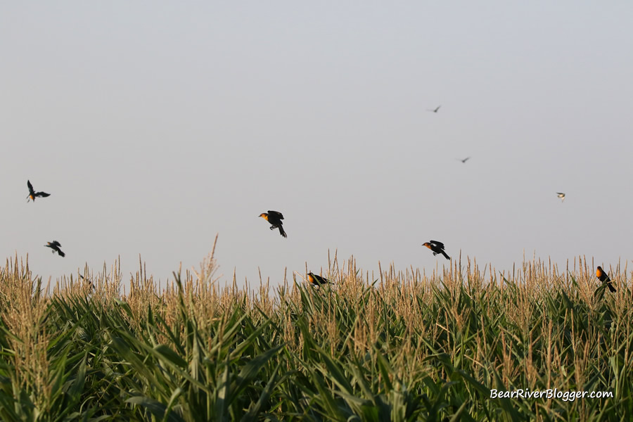 yellow-headed blackbirds in a corn field feeding on corn earworms
