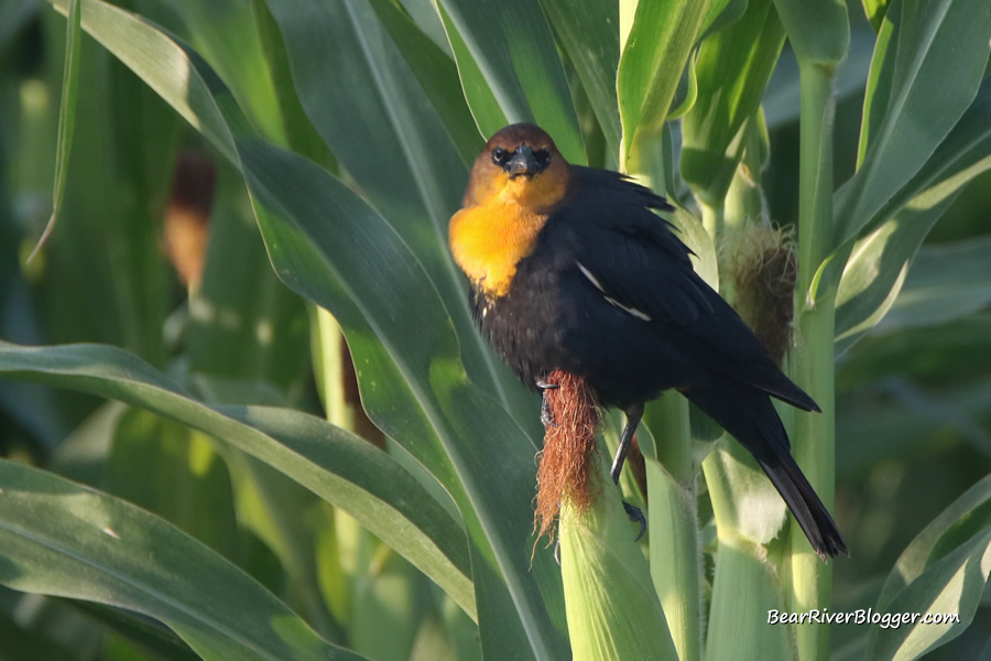 yellow-headed blackbird perched on a corn stalk