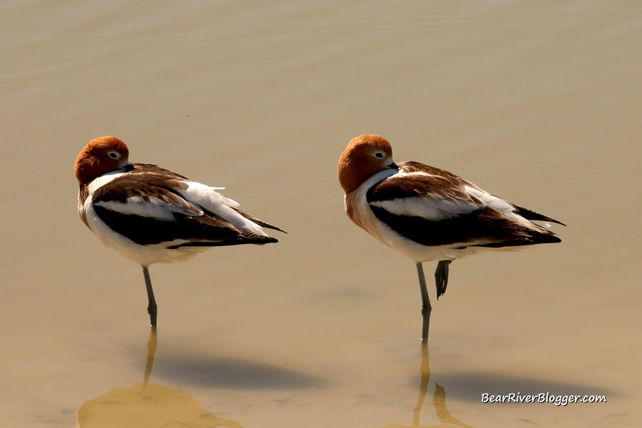 A pair of American avocets standing in the water on one leg on the Bear River Migratory Bird Refuge.