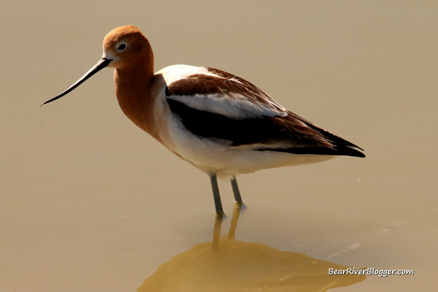male American avocet standing in shallow water on the Bear River Migratory Bird Refuge auto tour route