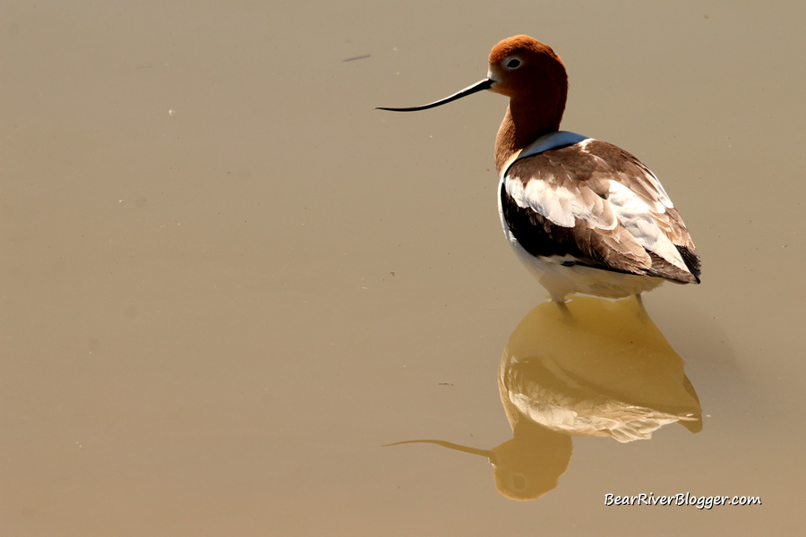 female American avocet standing in shallow water on the Bear River Migratory Bird Refuge.