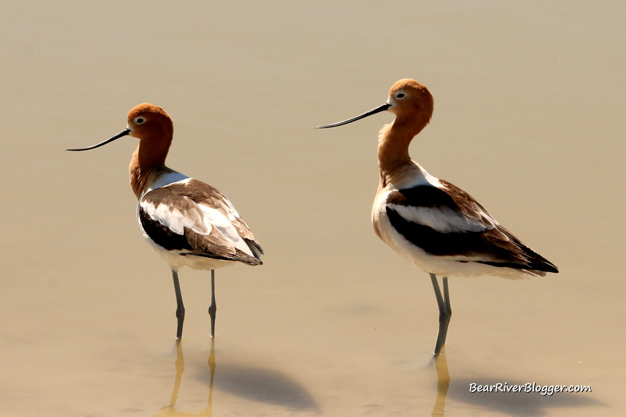 two American avocets on the bear river migratory bird refuge, the females have a more curved beak whereas the males have a more straightened beak