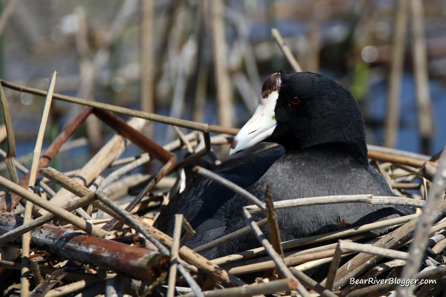american coot sitting on a nest on the bear river migratory bird refuge