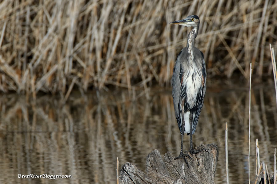 great blue heron standing on a stump on the bear river migratory bird refuge auto tour route