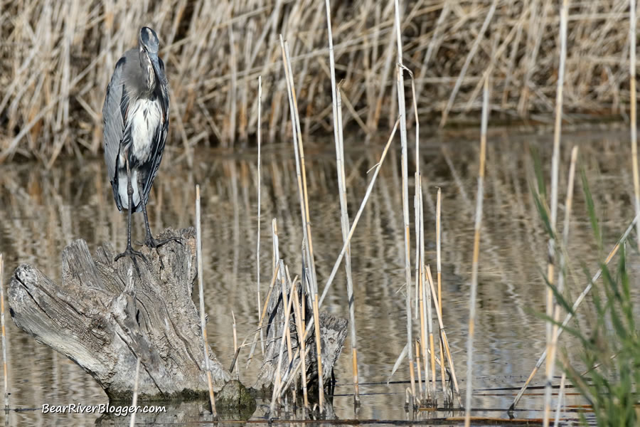 great blue heron perched on an old stump on the bear river migratory bird refuge auto tour route