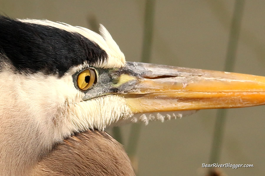 great blue heron showing its third eyelid, the nictitating membrane