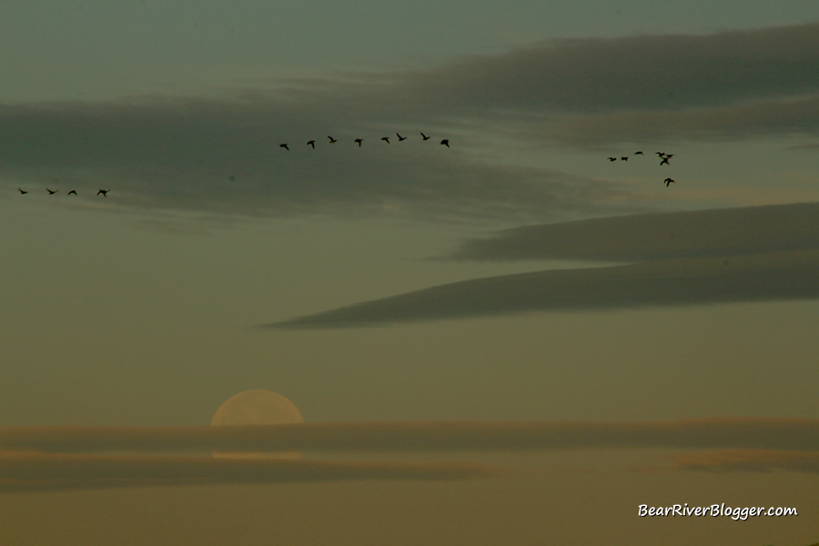 birds flying in front of a full moon and some clouds