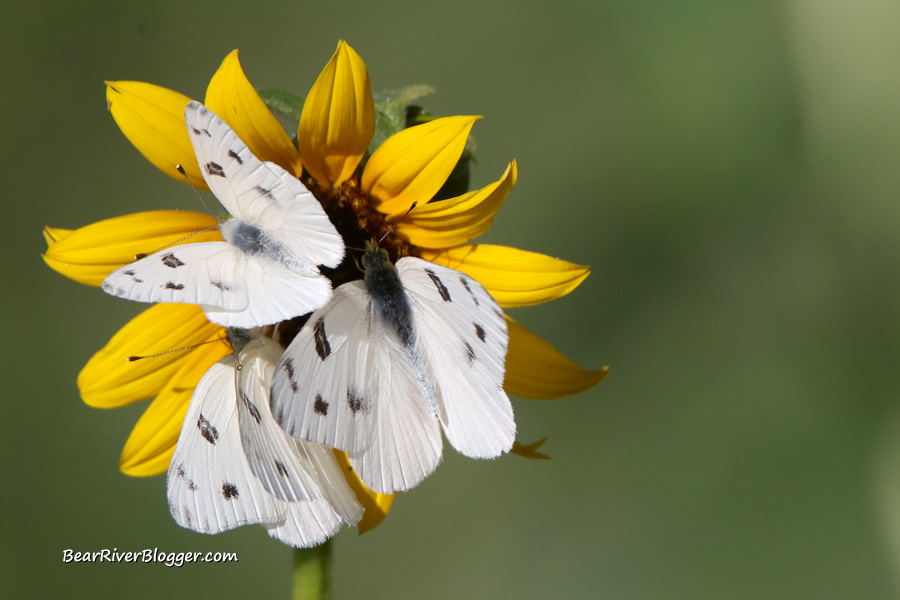 A Life Lesson Learned From Watching Small White Butterflies Feeding On A  Sunflower. – Bear River Blogger
