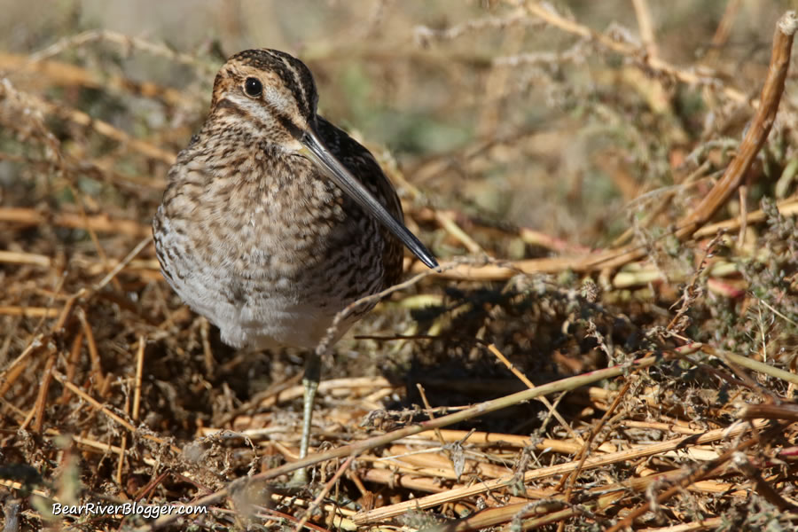 A Wilson's snipe on the bear river migratory bird refuge auto tour route