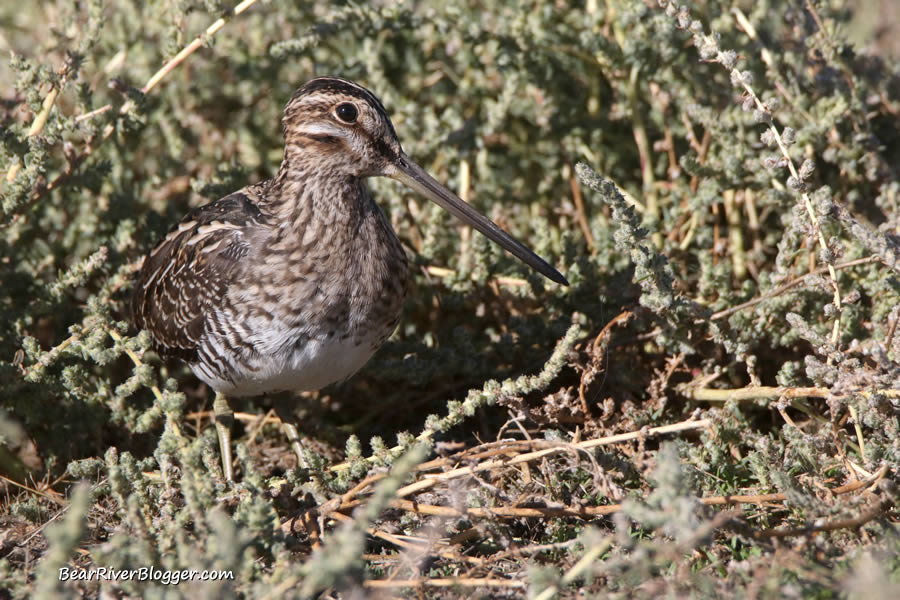 Wilson's snipe in the grass on the Bear River Migratory Bird Refuge auto tour route