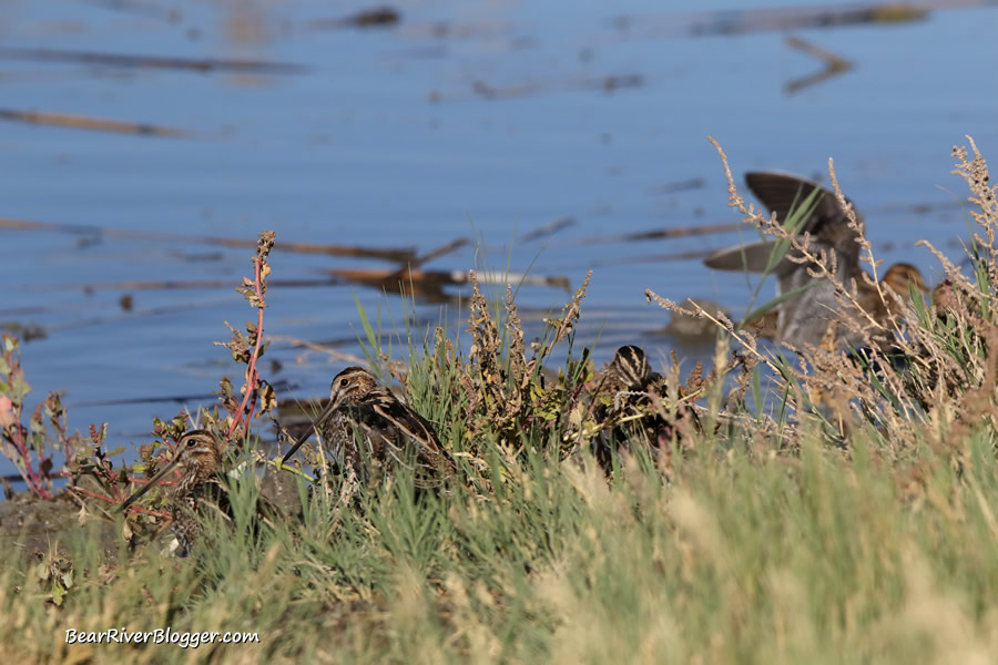 Wilson's snipe in the grass on the bear river migratory bird refuge auto tour route