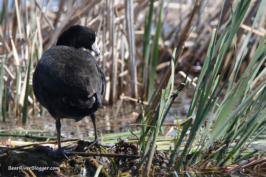 American coot standing on a mound of  cattail roots on the bear river migratory bird refuge