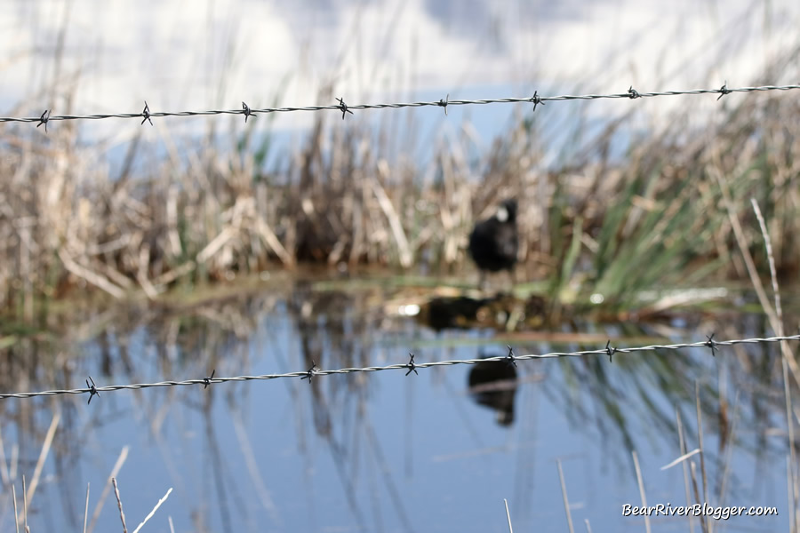 american coot standing on a cattail root behind a barbed wire fence on the bear river migratory bird refuge