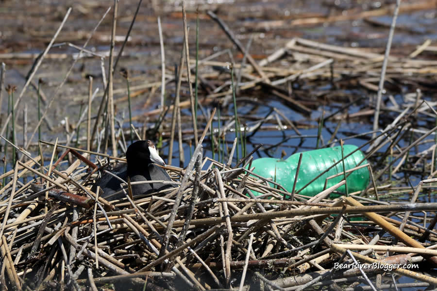 American coot on a nest with a green soda bottle nearby on the bear river migratory bird refuge