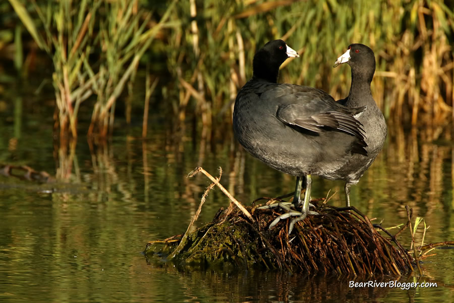 two american coots standing on a cattail stump on the bear river migratory bird refuge