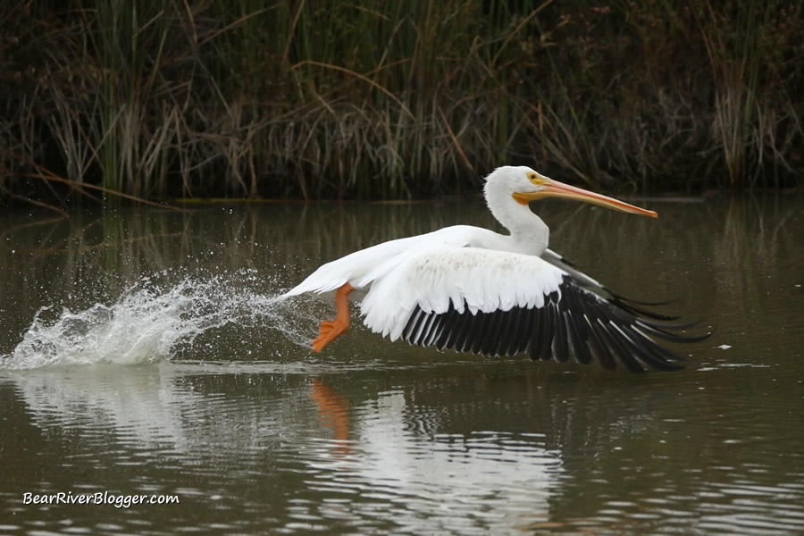 american white pelican taking to flight from a canal on the bear river migratory bird refuge