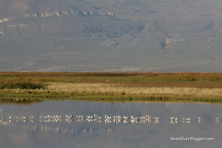 flock of american avocets sitting on a pond on the bear river migratory bird refuge auto tour route