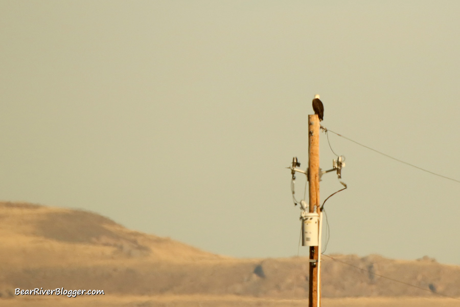 A bald eagle sitting on a power pole on the Bear River Migratory Bird Refuge.