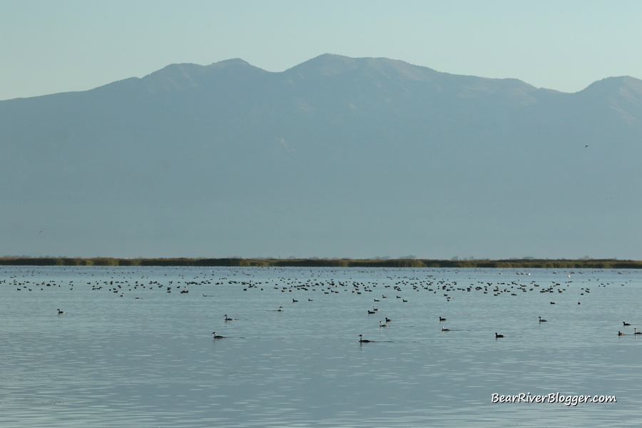 birds sitting in the open water on the bear river migratory bird refuge auto tour route