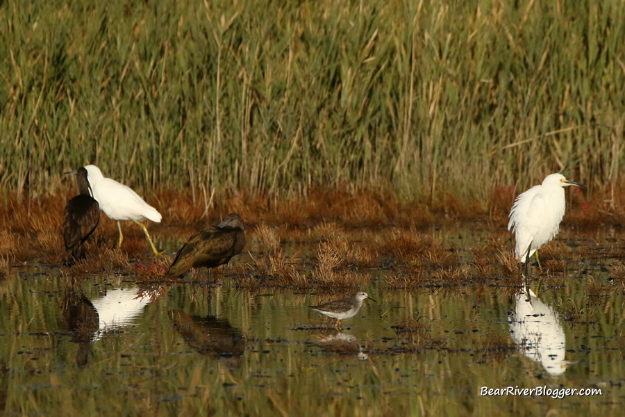white faced ibis and snowy egrets in the wetlands