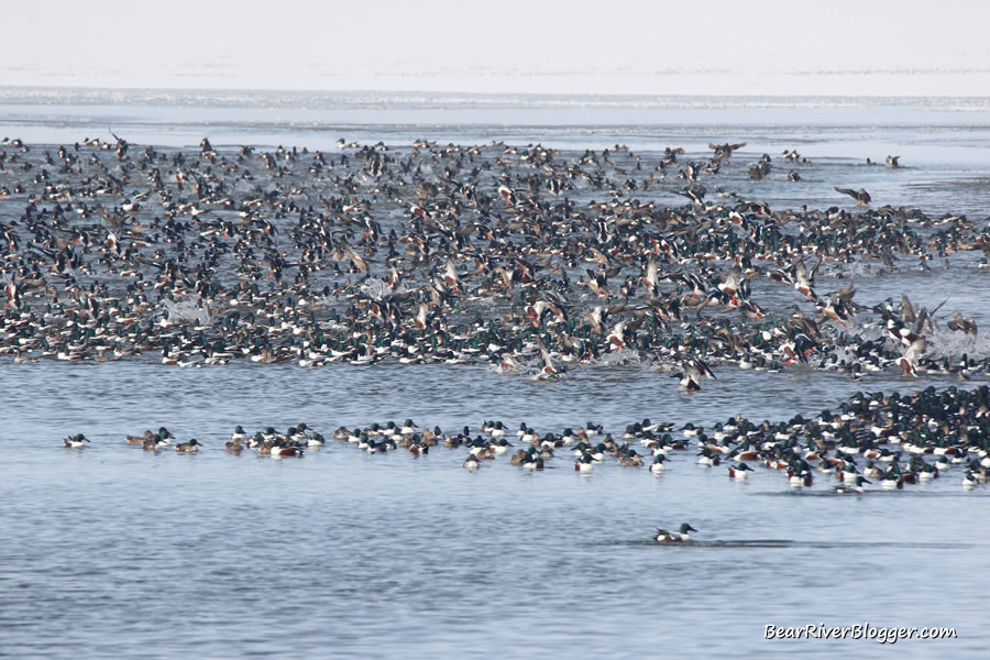 large flock of northern shovelers on the great salt lake