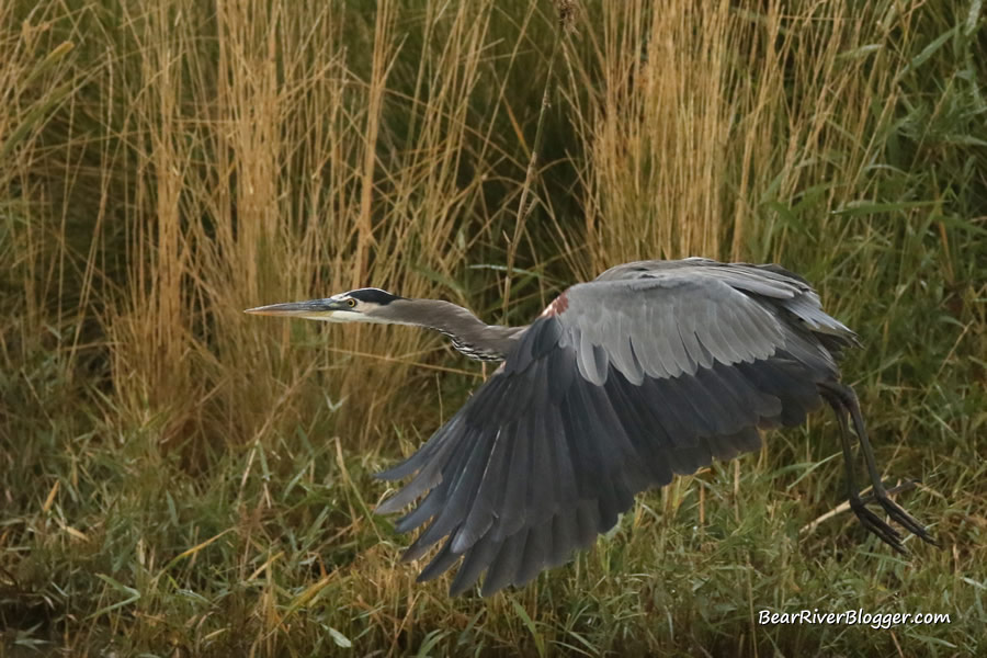 great blue heron in flight on the bear river migratory bird refuge auto tour route